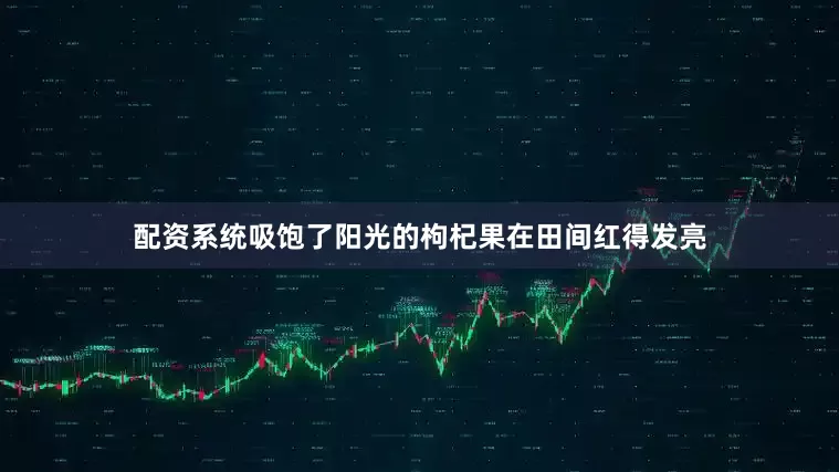 配资系统吸饱了阳光的枸杞果在田间红得发亮